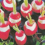 RADIS FARCIS AU FROMAGE - RECETTE GOURMANDE