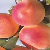 COMPOTE D'ABRICOTS AU RAMARIN - RECETTE GOURMANDE