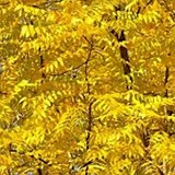 MIEL D'ACACIA - ROBINIA PSEUDACACIA