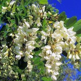 ACACIA - ROBINIA PSEUDACACIA - FLEUR COMESTIBLE