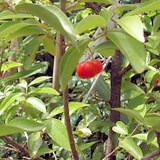 SANTE, BIEN-ETRE, FORME et BEAUTE - ACEROLA - MALPIGHIA PUNICIFOLIA ou GLABRA