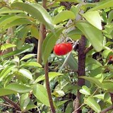 ACEROLA - MALPIGHIA PUNICIFOLIA ou GLABRA