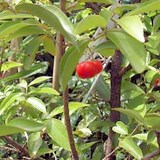 ACEROLA - MALPIGHIA PUNICIFOLIA ou GLABRA