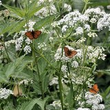 BEURRE D'ACHILLEE MILLEFEUILLE - ACHILLEA MILLEFOLIUM - RECETTE GOURMANDE