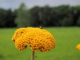 ACHILLEE MILLEFEUILLE ou ACHILLEA MILLEFOLIUM - VEGETAL RECOMMANDE