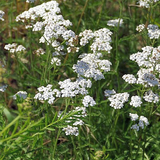 BEURRE D'ACHILLEE MILLEFEUILLE - ACHILLEA MILLEFOLIUM - RECETTE GOURMANDE