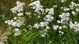 BEURRE D'ACHILLEE MILLEFEUILLE - ACHILLEA MILLEFOLIUM - RECETTE GOURMANDE