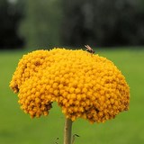 ACHILLEE MILLEFEUILLE - ACHILLEA MILLEFOLIUM