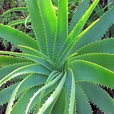 ALOE VERA - ALOE BARBADENSIS