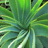 SANTE, BIEN-ETRE, FORME ET BEAUTE - GEL D'ALOES