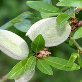 AMANDE - PRUNUS AMYGDALUS - BIEN L'UTILISER EN CUISINE