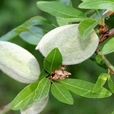 LAIT VEGETAL D'AMANDE