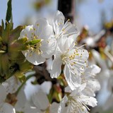 MIEL D'AMANDIER - PRUNUS AMYGDALUS