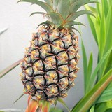 ANANAS - ANANAS COMOSUS ou SATIVUS - BIEN L'UTILISER EN CUISINE