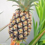 ANANAS - ANANAS COMOSUS ou SATIVUS - BIEN L'UTILISER EN CUISINE