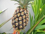 ANANAS - ANANAS COMOSUS ou SATIVUS - CONSEILS PRATIQUES