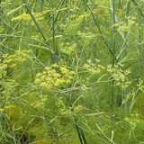 ANETH - ANETHUM GRAVEOLENS - HERBE AROMATIQUE