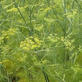 Graines D'aneth Ambroisie - Anethum Graveolens, Riches En Huiles Essentielles, Pour Cuisine, Semis De Mars à Août