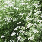 ANIS VERT - PIMPINELLA ANISUM - HERBE AROMATIQUE