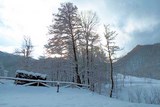 ARBRE EN HIVER