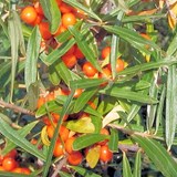 SANTE, BIEN-ETRE, FORME et BEAUTE - ARGOUSIER - HIPPOPHAE RHAMNOIDES