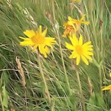 ARNICA - DECOCTION A USAGE EXTERNE