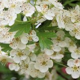 SANTE, BIEN-ETRE, FORME ET BEAUTE - INFUSION D'AUBEPINE - CRATAEGUS