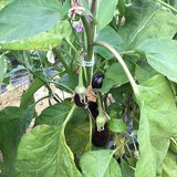 AUBERGINE - SOLANUM MELONGENA - BIEN L'UTILISER EN CUISINE