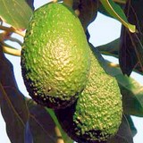 AVOCAT - PERSEA AMERICANA - BIEN L'UTILISER EN CUISINE