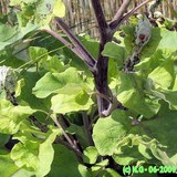 SANTE, BIEN-ETRE, FORME et BEAUTE - GRANDE BARDANE ou ARCTIUM LAPPA