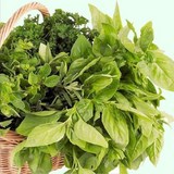 BASILIC ou OCIMUM BASILICUM - DECOCTION A USAGE EXTERNE