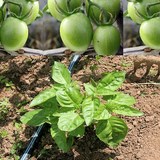 MARMELADE DE TOMATES VERTES AU BASILIC