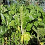 BETTE - BETA VULGARIS - BIEN L'UTILISER EN CUISINE