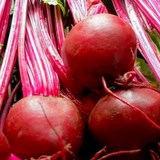 BETTERAVE ROUGE - BETA VULGARIS - CONSEILS PRATIQUES