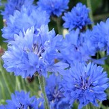 SANTE, BIEN-ETRE, FORME et BEAUTE -EAU DE BLEUET