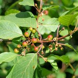 SANTE, BIEN-ETRE, FORME ET BEAUTE - DECOCTION INGERABLE DE BOURDAINE