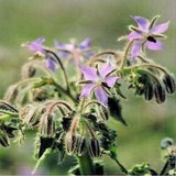 BOURRACHE OFFICINALE - BORAGO OFFICINALIS - FLEUR COMESTIBLE