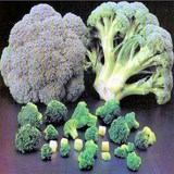 BROCOLI - GRAINE GERMEE