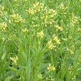 CAMELINE - CAMELINA SATIVA - HUILE VEGETALE