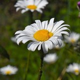 VINAIGRE A LA CAMOMILLE - RECETTE FORME ET BEAUTE