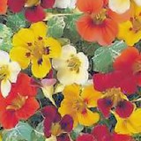 CAPUCINE - TROPAEOLUM MAJUS - FLEUR COMESTIBLE