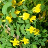 MIEL DE CARAGANA ou CARAGANA ARBORESCENS