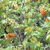 CARAMBOLE - AVERRHOA CARAMBOLA - CONSEILS PRATIQUES