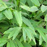 CARDAMOME - AROMATE