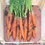 CAROTTE - POTAGE CRECY - Les légumes en cuisine