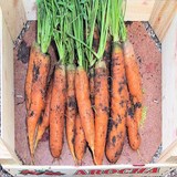 CAROTTE - POTAGE CRECY - Les légumes en cuisine