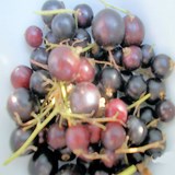 CASSIS ou RIBES NIGRUM