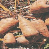 CERFEUIL TUBEREUX - CHAEROPHYLLUM BULBOSUM - BIEN L'UTILISER EN CUISINE