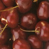 CERISE - PRUNUS CERASUS - CONSEILS PRATIQUES