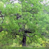 MIEL DE CHENE - QUERCUS